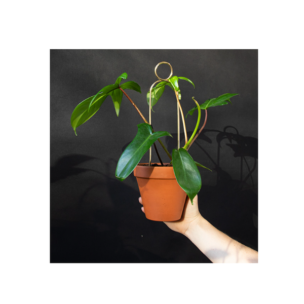 Mini Plant Stake Pompom