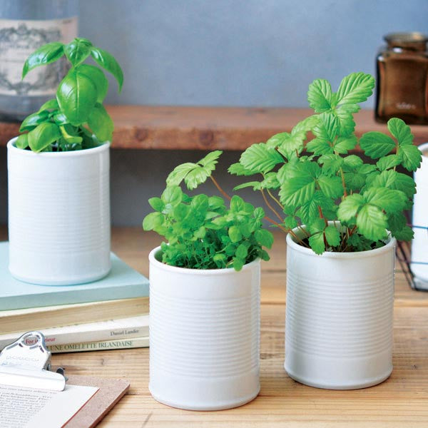 White Ceramic Can and Plant