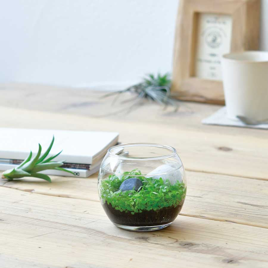 Tranquil Water Garden