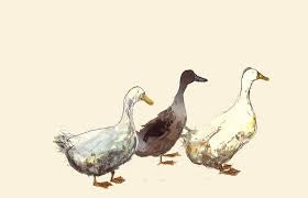 Lacey, Maeve and Maude Card by Catherine Rayner