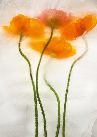 Orange Poppies Card