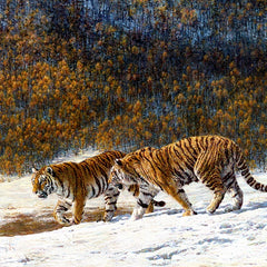 Save The Tiger Haunted Valley Tigers  Christmas Card by Paper Tiger