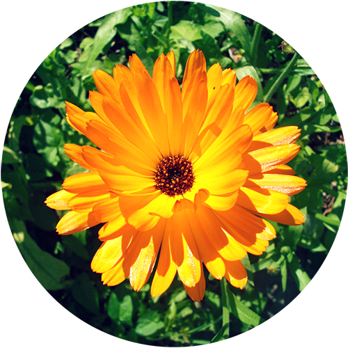 Plantable Pencil Daisy