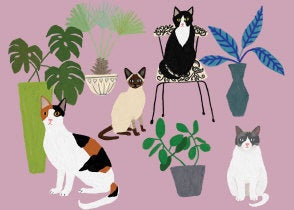 Cat Palais Notecard Box