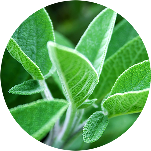 Plantable Pencil Sage