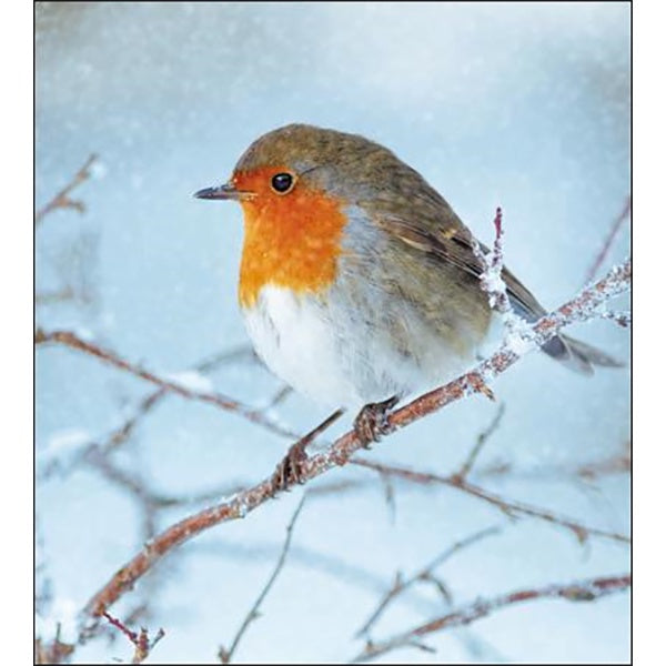 RSPB Robin Box of 8 Cards