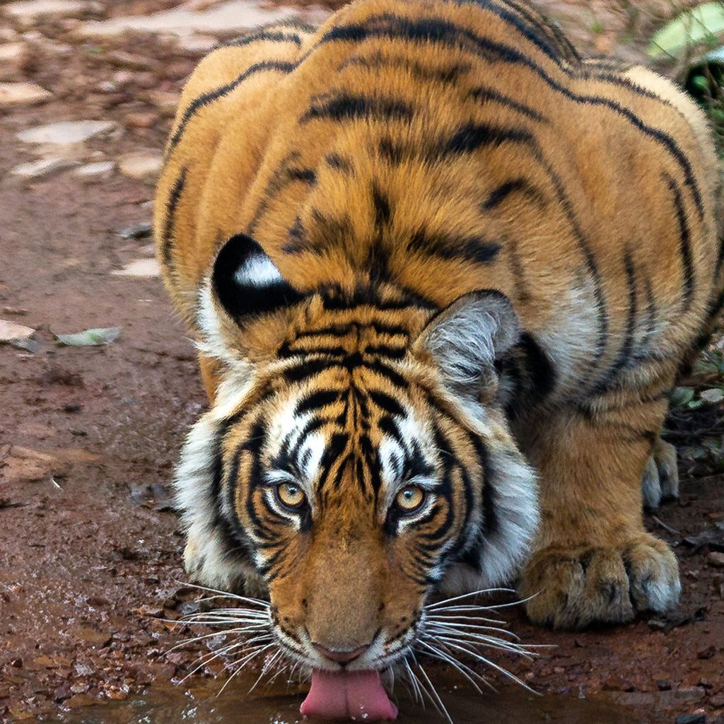 David Shepherd Wildlife Foundation Save The Tiger