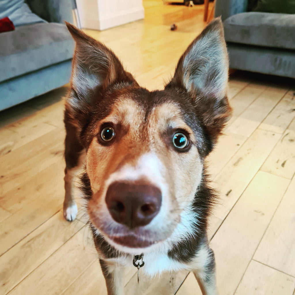 Head Over Heels In Woof
