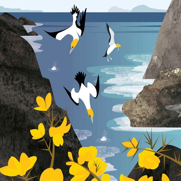 Diving Gannets Card