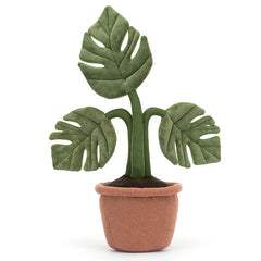 Amuseable Monstera Plant