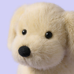 Golden Puppy