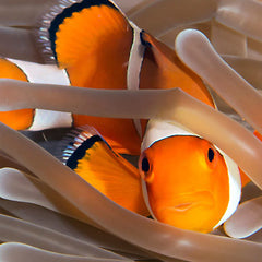 4Ocean Clownfish 2024 Beaded Bracelet