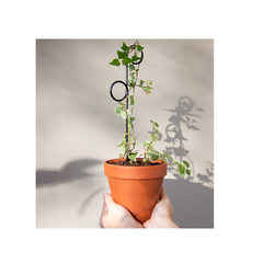Mini Plant Stake Perch