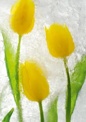 Yellow Tulips Card