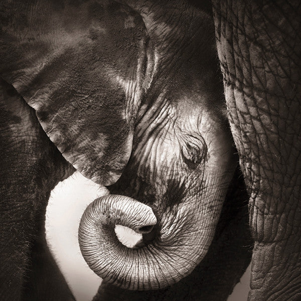 Elephant Seeking Attention Card