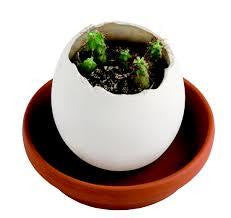 Cactus Eggling