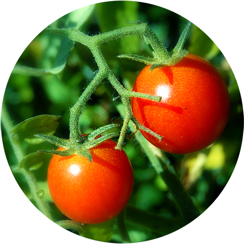 Plantable Pencil Cherry Tomato