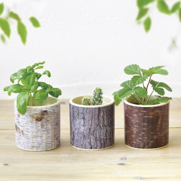 Stump Garden