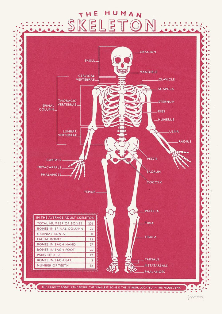The Human Skeleton Print