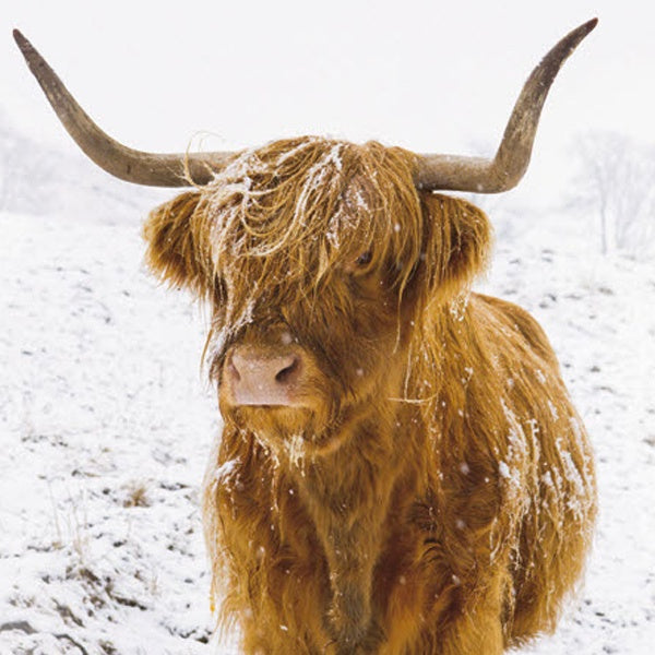 Highland Calf in Snow Christmas Card