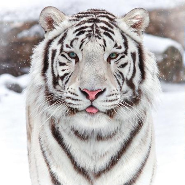 White Tiger in Snow Christmas Card