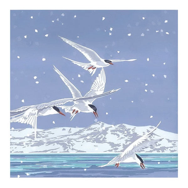 Snowy Terns Card