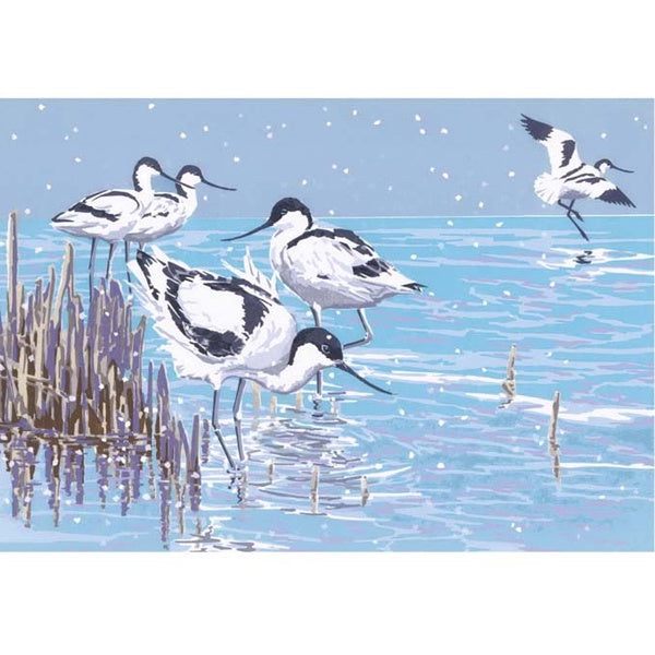Winter Avocets