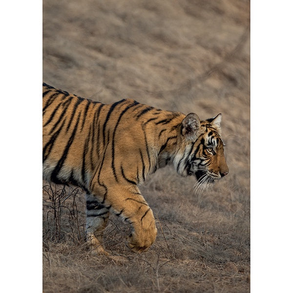 Paper Tiger SAVE THE TIGER walking tiger card