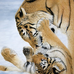 Save The Tiger Tigers at Play Christmas Card by Paper Tiger