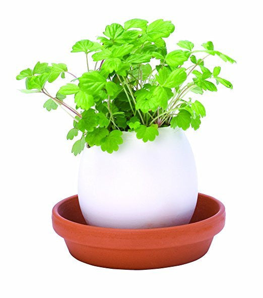 Strawberry Eggling