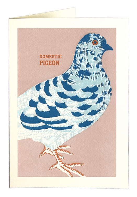 Domestic Pigeon Card