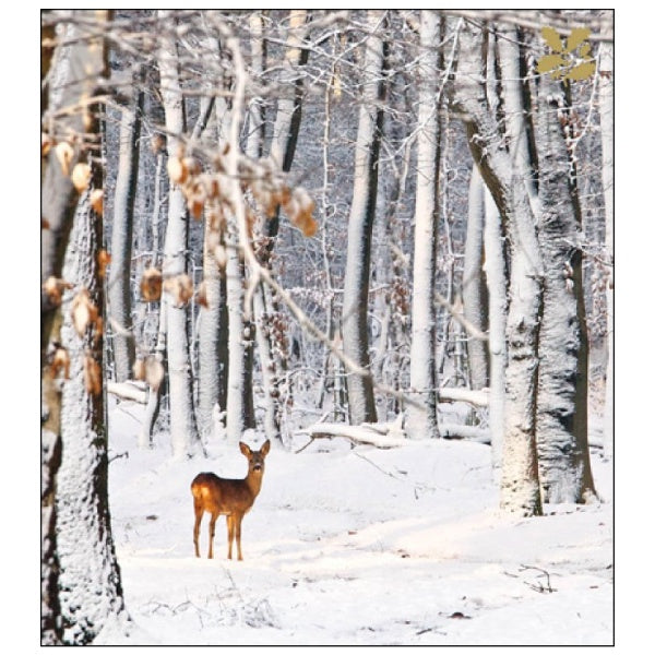 Festive Fun Deer Charity Pack of 5 Christmas Cards
