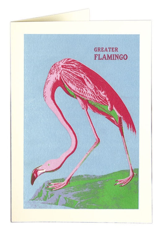 Greater Flamingo Card