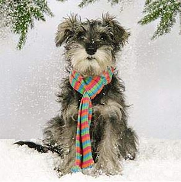 Dog Wearing A Scarf Card Pack