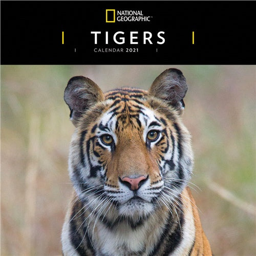 National Geographic Tigers Wall Calendar 2021