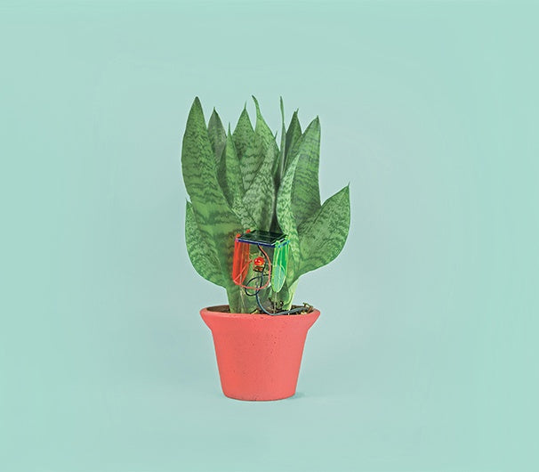 Thirsy Plant Kit