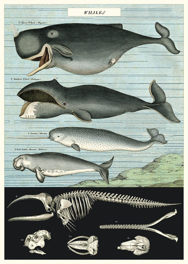 Whale Sheetwrap