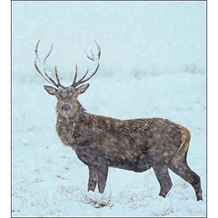 National Trust Stag Box of 8 Cards