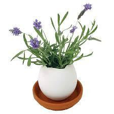 Lavender Eggling