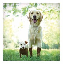 Mud and Muck Card