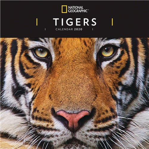 National Geographic Tigers Wall Calendar 2020