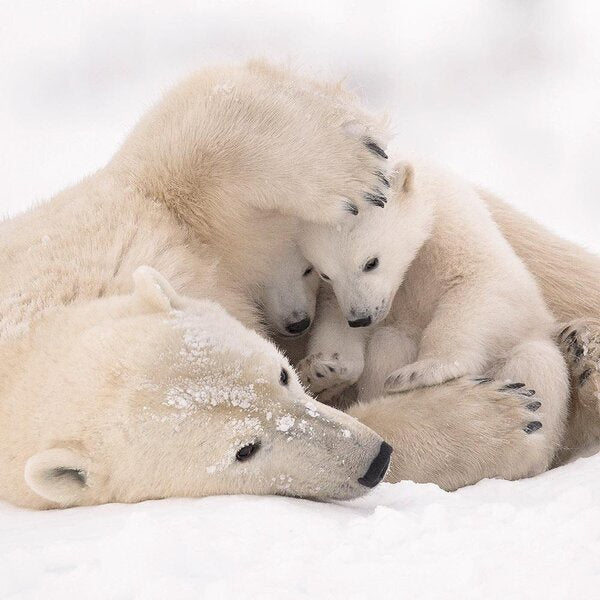 Warm Embrace Christmas Card Pack