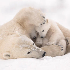 Warm Embrace Christmas Card Pack