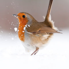 Territorial Strut Christmas Card Pack