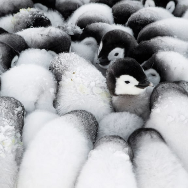 Fluff Formation Christmas Card Pack