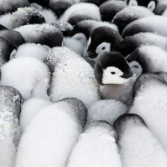 Fluff Formation Christmas Card Pack