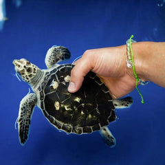4Ocean Sea Turtle Beaded Bracelet